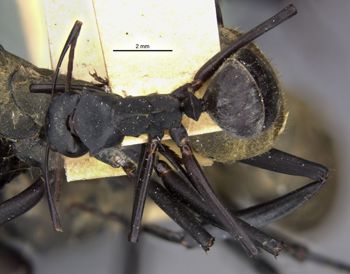 Media type: image;   Entomology 23244 Aspect: habitus dorsal view